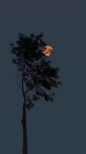 Courtesy: Take-Off Design | Lost Modesty