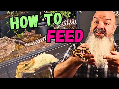 Feeding Day For Snakes: How Is It Done?