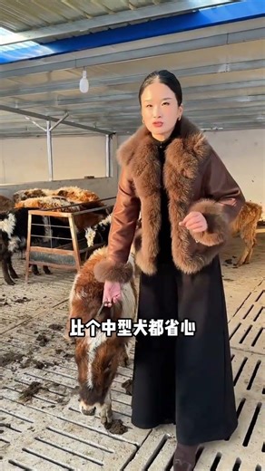 Meet the Mini Cow - Cuter Than a Pup