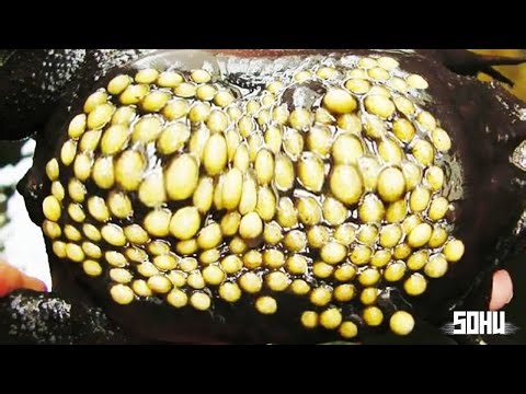 15 Animals With The Strangest Reproduction Methods On Earth!