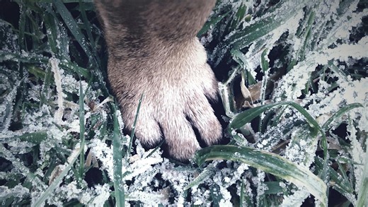 Paw-sitive care: How to whip up your own dog paw balm at home