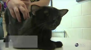 One Cat, Nine Lives and Four Ears