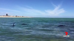 Up close and personal with some of the Semaphore seals. Send your weather videos or photos to 7 News Adelaide: http://m.me/7NewsAdelaide Video: Briana #Semaphore #7News | 7NEWS Adelaide