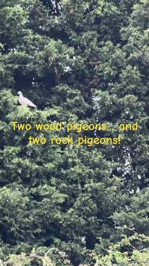 Different types of #pigeons