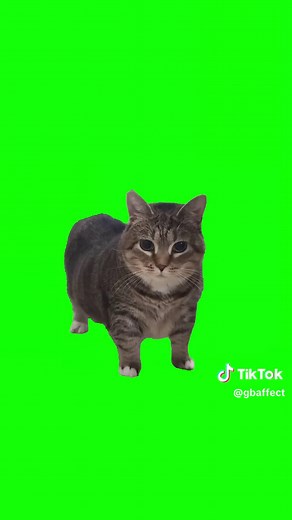 Spinning Cat Meme Songs and Sounds Compilation