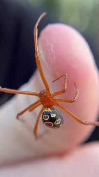 Handling A VENOMOUS RED WIDOW! #spider #spiders