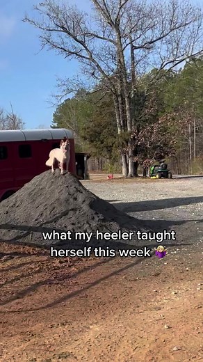 Dedicated Red Heeler: Farm Dog Tricks and Training