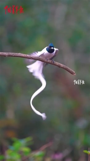 A photographer captured the moment of a white paradise flycatcher fluttering its long tail beautifully in east China's Zhejiang. In ancient China, this bird was featured in many designs, because people believed it brings good luck. #WildChina | China News 中国新闻网