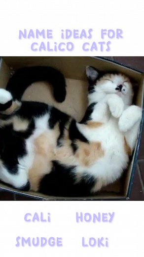 Unique Calico Cat Names | Ideas for Naming Your Female Calico Cat