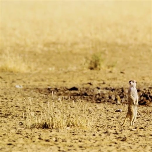 Meerkat or suricate at mountain Zebra national par #incrideblewildlofe #animals #wildanimals