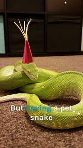 985K views · 15K reactions | Nasty wounds are appearing all over snake's body  | Bondi Vet | Facebook