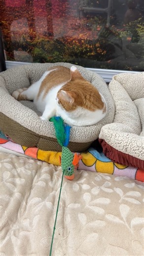 59K views · 10K reactions | Feather toy: 0 | Nugget: 57 (and counting)  #cats #catlover #cutecat #bcrmagic #blindcat #funny #trending #fiv #felv #rescue #catpeople #nonprofit | Blind Cat Rescue and Sanctuary, Inc. | Facebook