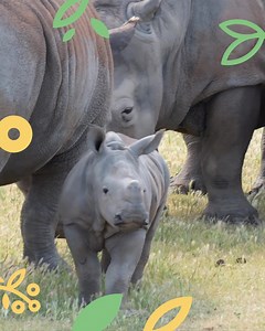 579 reactions · 19 comments | Board the safari bus and meet the savannah's newest arrival, baby Jabulani! 憐 | Zoos Victoria | Facebook