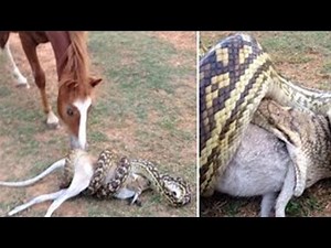 Snake attacks: Python swallows wallaby; Python eats dog, trapped in fence - Compilation