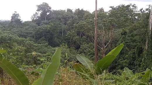 14 reactions | DOYENNÉ SAINT FRANÇOIS-XAVIER: Visite de "Laudate Si" site crée par Mgr DIEUDONNE M0ULOUNGUI, ancien Curé de la paroisse Notre-Dame de L'Ogooué, pour les pèlerinages. | Maison Catholique des Medias | Facebook