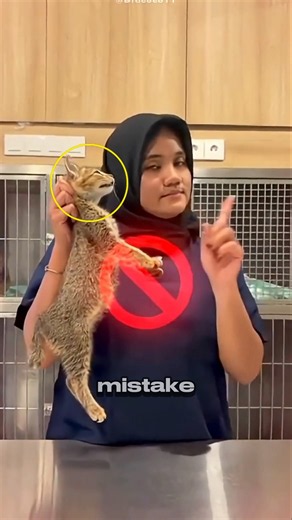 Why Your Cat Hates Being Picked Up! 😱
