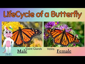 The Lifecycle of a Butterfly for Kids - Fun Facts and Quiz for Kids