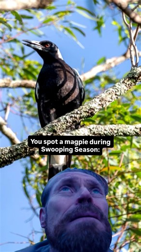 1.2K views | Swooping Season has begun in some of our parks and...