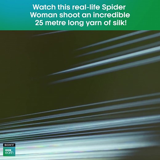 406K views · 1.6K reactions | Darwin's Bark Spiders have the amazing ability to shoot out immensely long, directed yarns of silk to help them cross over rivers, build intricate webs and set traps. Using their own methods of control along with the help of wind currents, these fascinating spiders exhibit truly marvellous abilities.​ #SonyBBCEarth #FeelAlive #Nature #Wildlife #Spiders #DarwinsBarkSpiders #Web #Yarn #Silk | Sony BBC Earth | Facebook