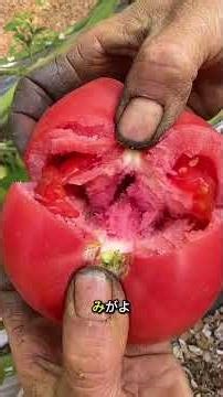 Space-Saving Upside-Down Tomato Gardening Method