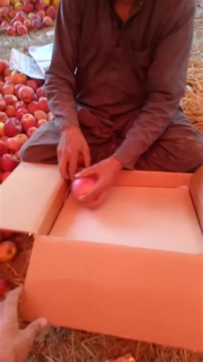 Apple Packing Process: Efficient Harvesting Techniques