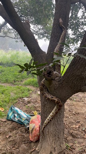 पेड़ पर चढ़ता हुआ 12 फिट लंबा अजगर 🐍🙏😱