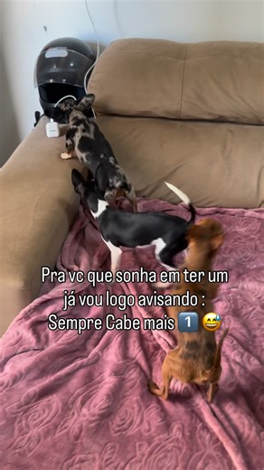 Mini Pinscher 🐶🐾 on Instagram