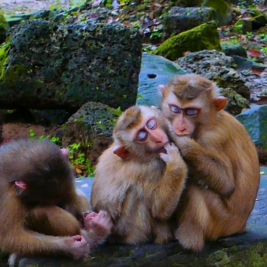 1.2K views · 14 reactions | Tinky Binky usually sleeps sucking its hand to get milk | Wild monkey lovely | Facebook