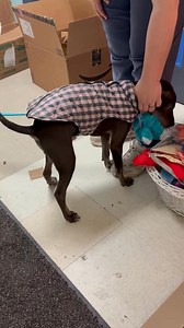 Our boy Benedict Cumberbatch just cannot catch a break on a permanent family. This boy has been in 2 amazing temporary foster homes, but sadly fostering by definition is a limited time thing and so he’s back at The City of Mobile Animal Services for a third time. Here he is taking his favorite comfort toy 🧸 back to his cement kennel with him. This next one has to be a forever home for him because he can’t keep doing this. Benny is only 5 months, 20lbs and great with other dogs, cats and people.