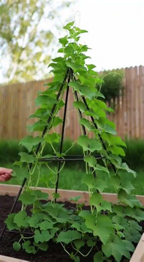 La méthode de la pyramide pour cantaloup vigoureux