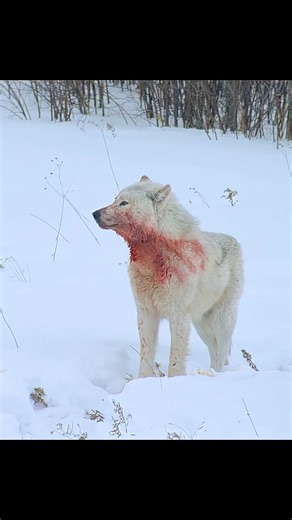 WondersOfJungle | Gray wolf couple #wildlife #animals #nature #hunting #wolf | Instagram