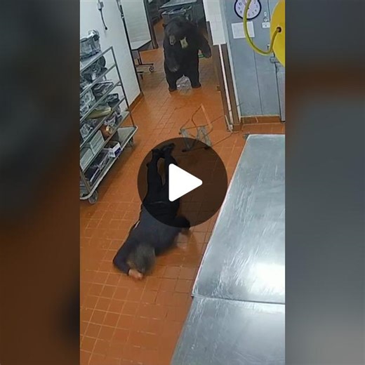 Bear Attack: CCTV Captures Bear Attacking Security Guard in Colorado Hotel
