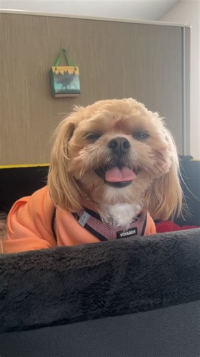 My beautiful Ruby ❤️💟❤️ #babygirl #mylove #dogsoftiktok #cutie #happy