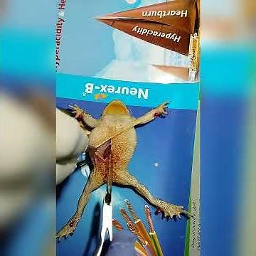 Bio practical/ Frog operation 🐸