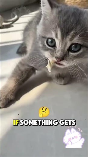 This Is How Kitten Defend It's Food