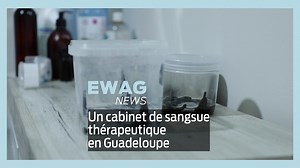Philippe Brudey a ouvert en Guadeloupe le premier cabinet d'hirudothérapie, pratique fondée sur l'utilisation de sangsues à des fins thérapeuthiques. #EwagNews #ByEwag #MédiaPositif #Guadeloupe #Hirudothérapie | EWAG