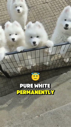 Top 5 Cutest Baby Dogs in the World (Number 1 Will Melt You 🥹)