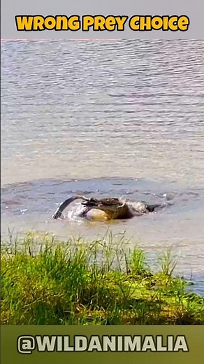Crocodile vs Python in Water | What Happens When the Wrong Prey Fights Back #Wildlife #animalfight