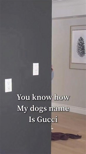 The only Gucci I care about ❤️ #dog #pet #loveher | Celinaspookyboo