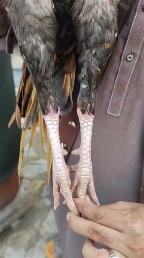 aseel fighter rooster video kala java lakha peela white parrotbeak #aseel #rooster #parrotbeak