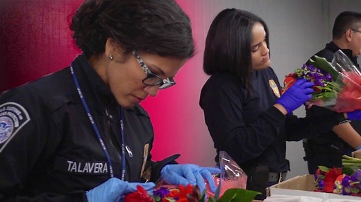 Colombia's cash crop: flowers for Valentine's Day