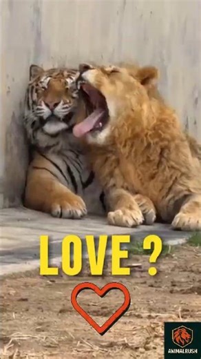 A Lion vs Tiger… But This Wasn’t a Fight