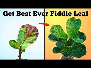 3 Essential Fiddle Leaf Fig Care Tips (No One Talked Before!)