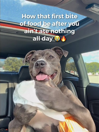 Dog Eating Good: Funny Reel of a Pup Enjoying Food
