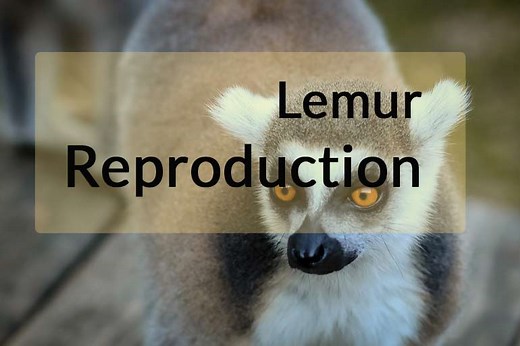 Lemur Reproduction: 45 Fun, Interesting, Cool Facts - Primates Park
