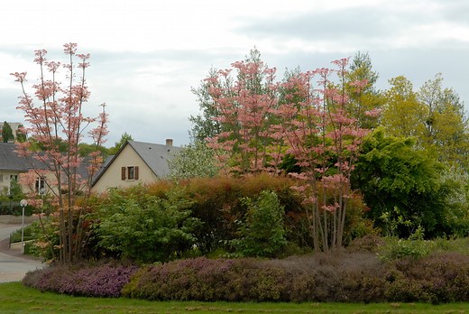 Toona sinensis 'Flamingo'