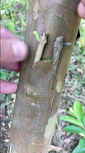 guava grafting technique guaranteed.