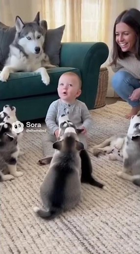 Baby and 6 Husky Puppies Talk Together | Adorable AI Moment