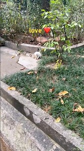 Short#shortvideo#viral #trending#🔥#❤️