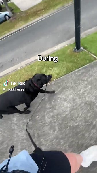 My Labrador's Exciting Start to a 5km Run